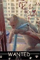 猫能吃海苔吗为什么